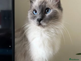 Ragdoll cats Ragdoll kittens blue point and seal point - Advert 3