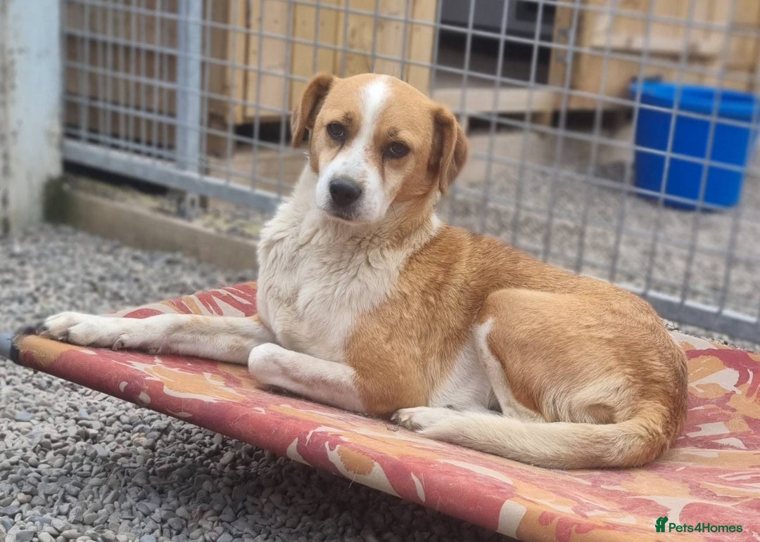 Mixed Breed dogs for adoption: Meet Nina  - Image 3