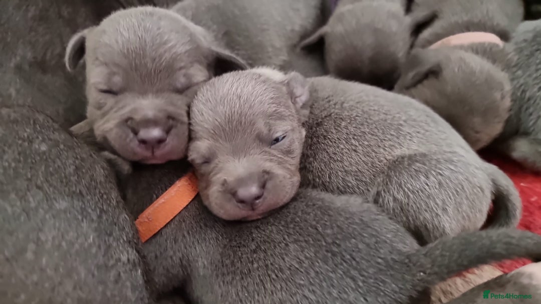 Staffordshire Bull Terrier dogs for stud: Stud for breeding in Ilkeston - Advert 21