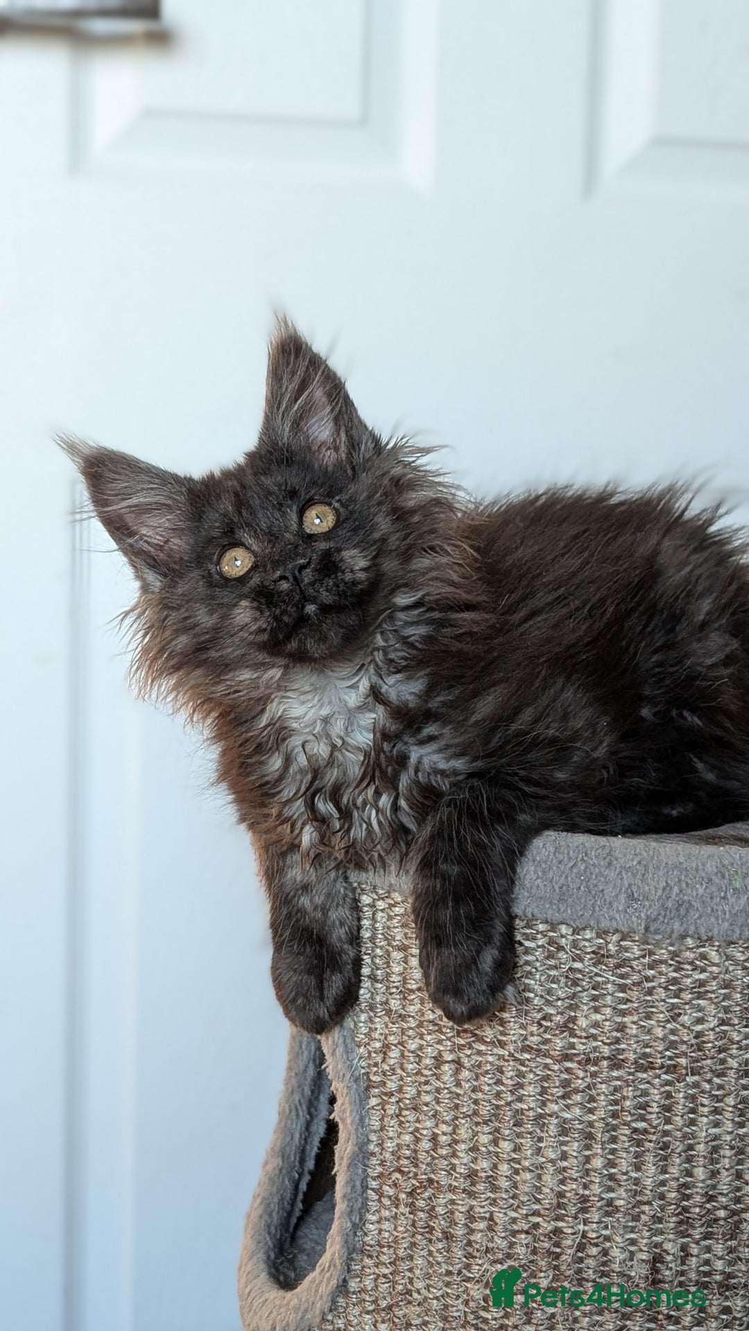 Maine Coon cats for sale: Pedigree, Tica registered kittens - Advert 11