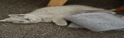 British Shorthair cats for sale: Lilac Female British Short Hair - Advert 7