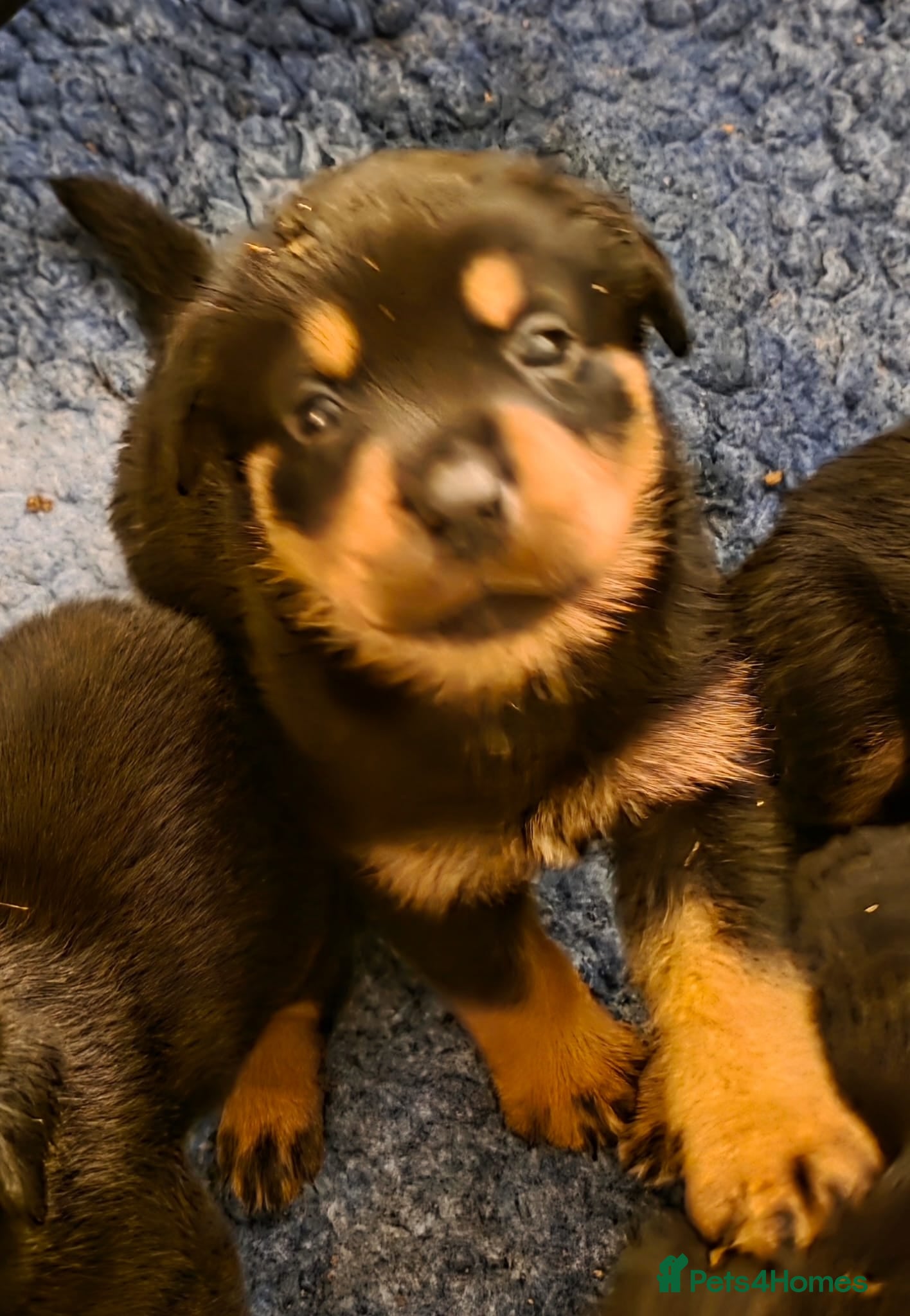 Rottweiler dogs Stunning KC REGISTERED chunky rottweiler  - Advert 14
