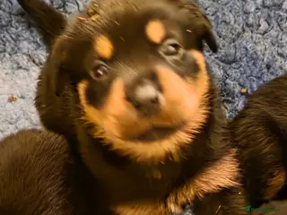 Rottweiler dogs Stunning KC REGISTERED chunky rottweiler - Advert 14