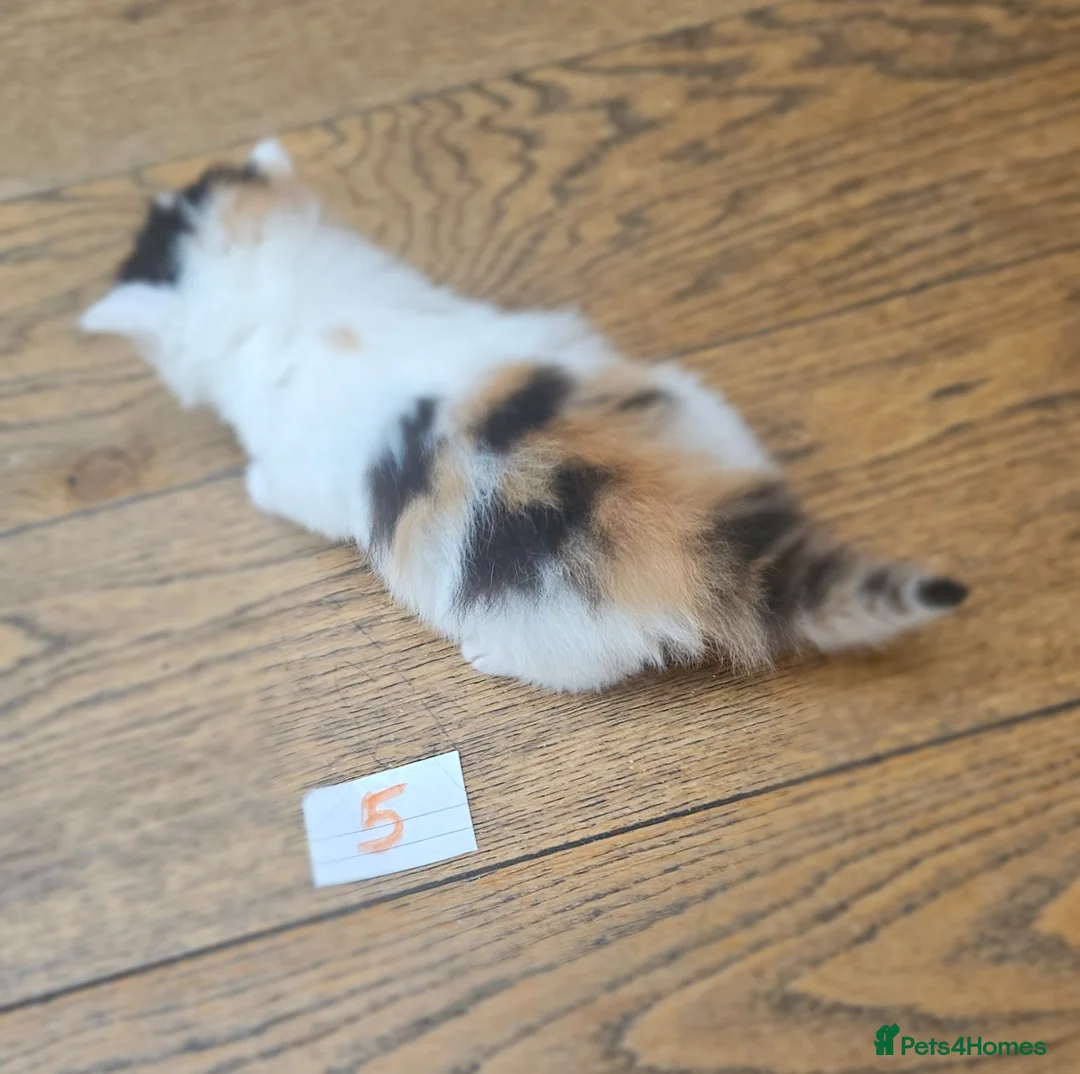 Mixed Breed cats for sale: Cute black n White / Ginger kittens - East London - Advert 21