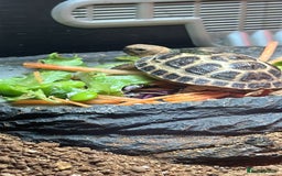 Tortoise reptiles for sale: Horsefield tortoise approx 2 years old - Image 2