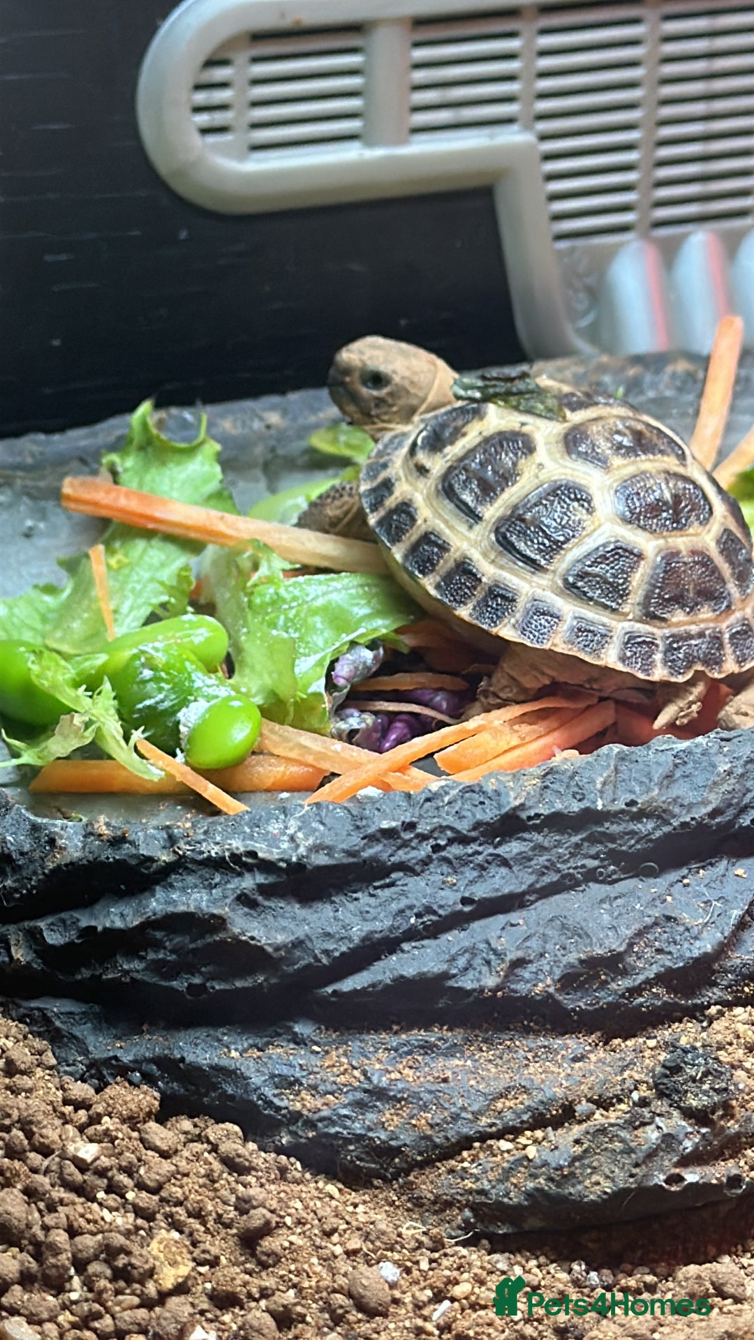 Tortoise reptiles for sale: Horsefield tortoise approx 2 years old - Image 2