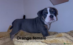 Olde English Bulldogge dogs for sale: Olde English bulldogs puppies  - Image 7