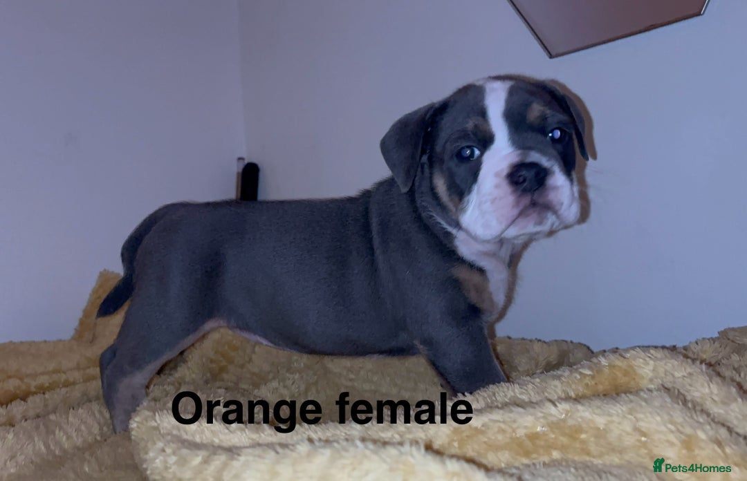 Olde English Bulldogge dogs for sale: Olde English bulldogs puppies  - Image 7