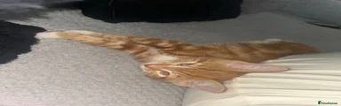    Ginger Male