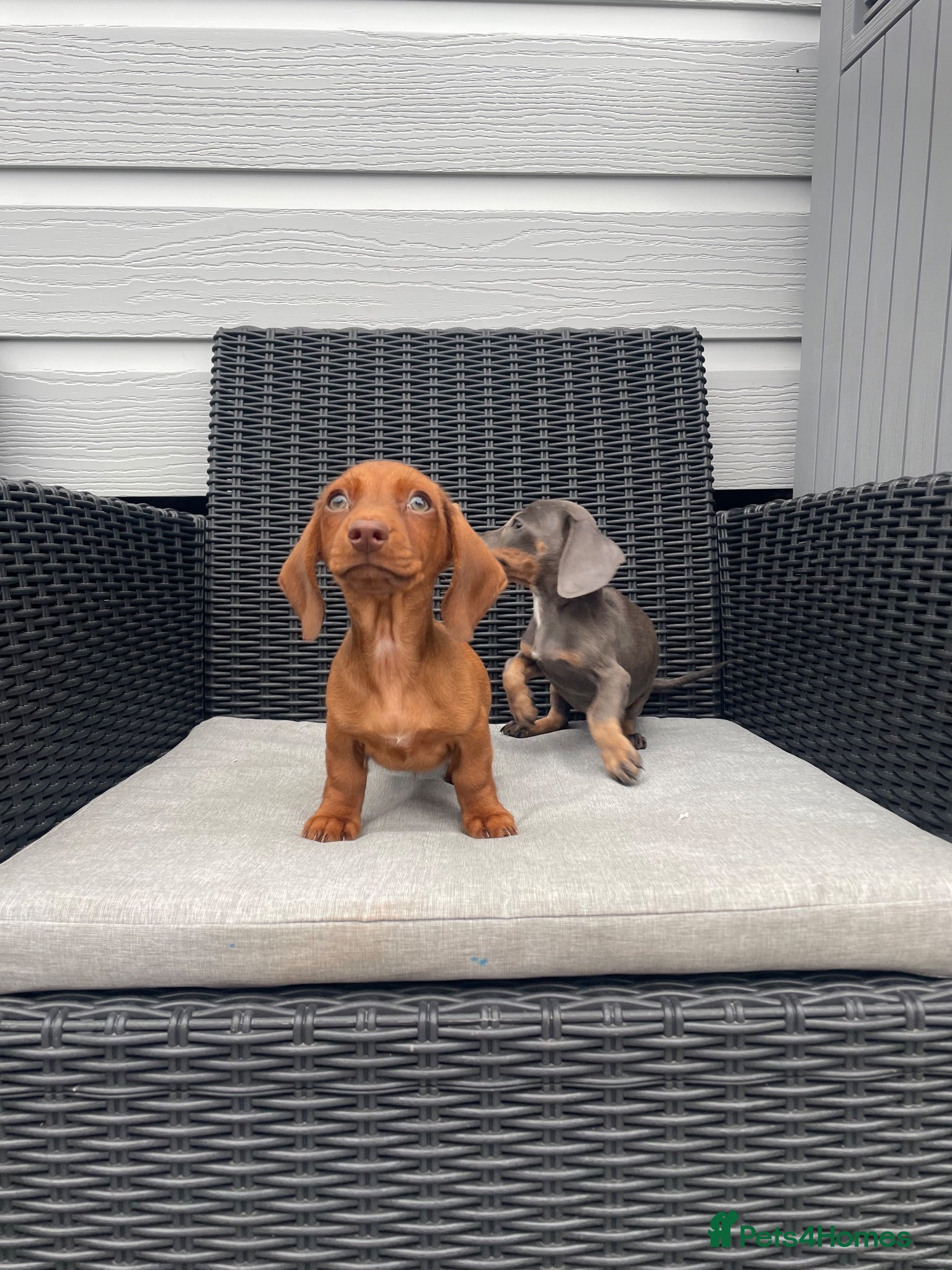 Miniature Dachshund dogs 💖💙beautiful Dachunds ready now 💖💙 - Advert 1