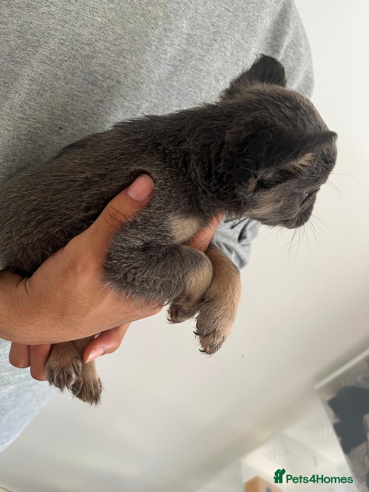 French Bulldog dogs for sale: French bulldogs for sale  - Advert 23