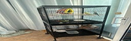Finches birds for sale: 2 finches And 2 love birds and come with 3 cage - Advert 1