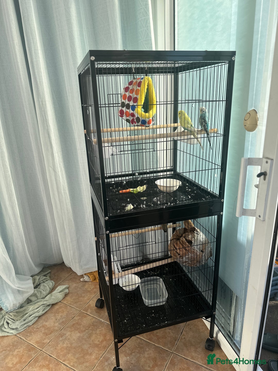 Finches birds for sale: 2 finches And 2 love birds and come with 3 cage - Advert 1
