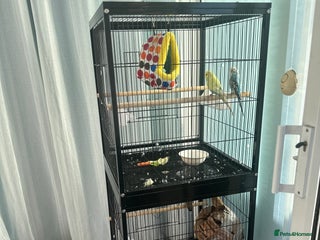 Finches birds 2 finches And 2 love birds and come with 3 cage - Advert 1