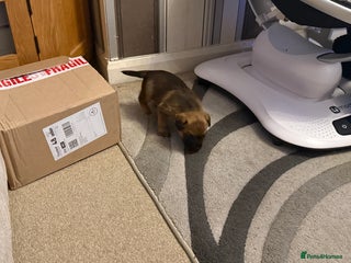 Border Terrier dogs border puppy - Advert 5