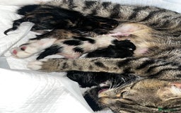 Mixed Breed cats for sale: 4 male kittens  - Image 2