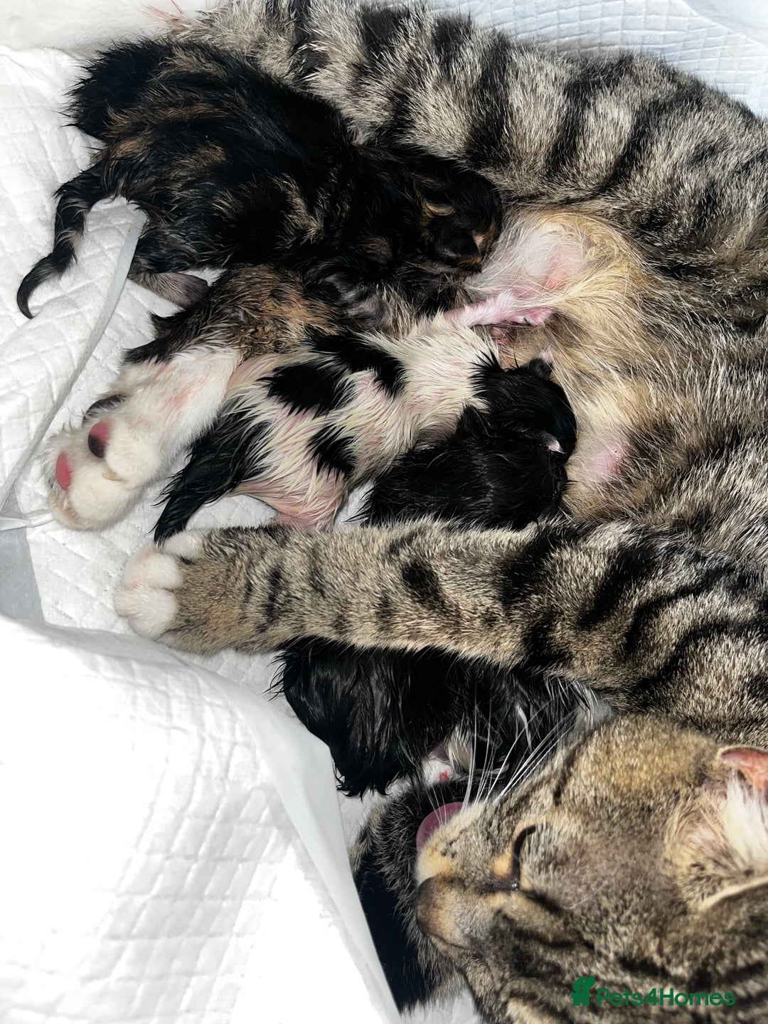 Mixed Breed cats for sale: 4 male kittens  - Image 2