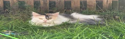 Maine Coon cats for sale: Pet Female calio mainecoon  - Advert 6