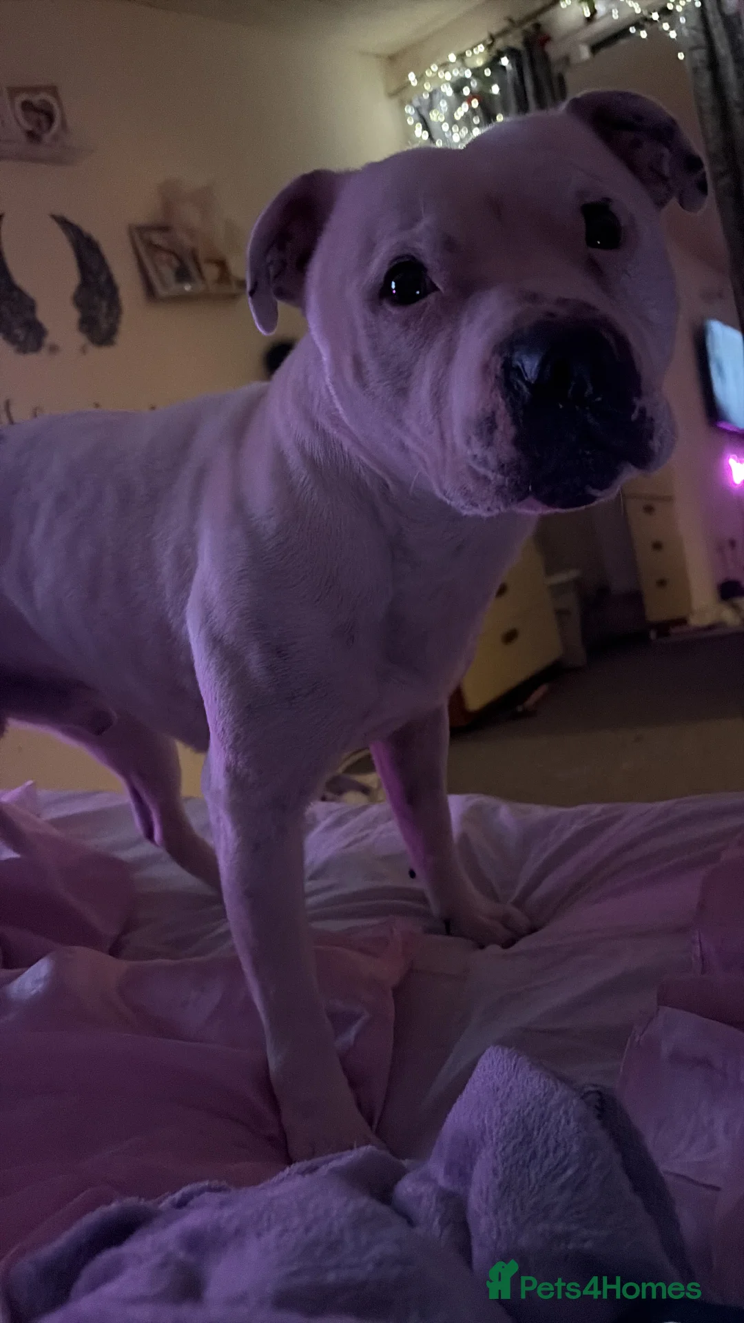 Staffordshire Bull Terrier dogs for sale: Male and female staff desperately need loving home - Advert 8