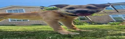Mixed Breed dogs for adoption: Moccachino - Advert 6