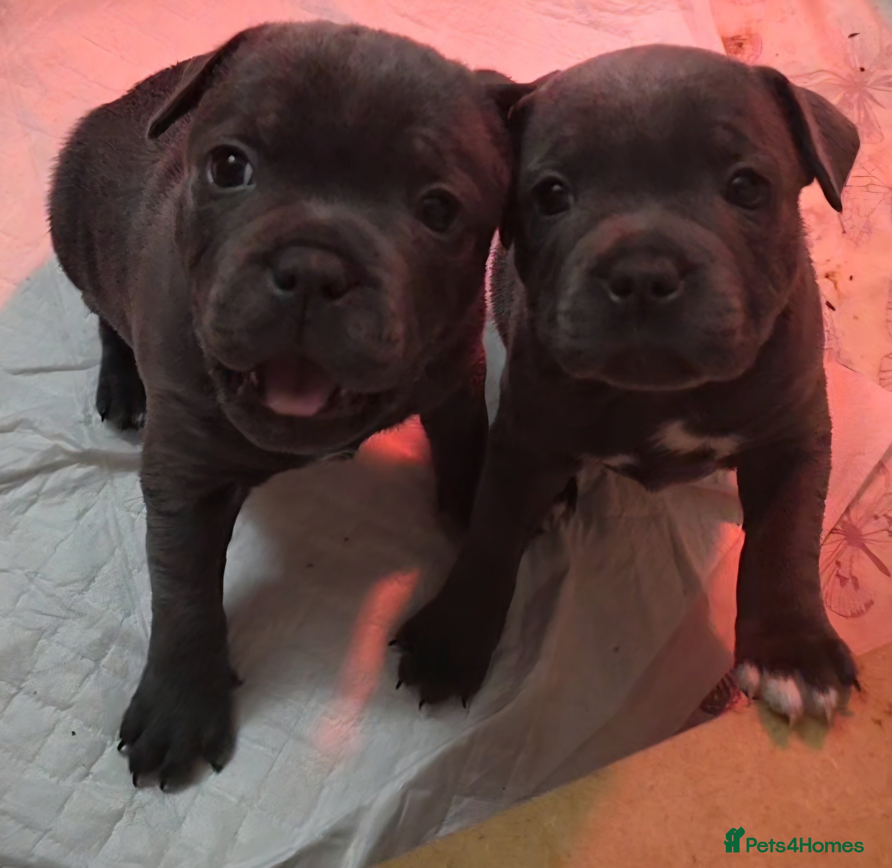 Staffordshire Bull Terrier dogs KC Reg Staffy-Vaglo, Genesis, bouncer- COI 5.2 - Advert 4