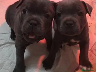 Staffordshire Bull Terrier dogs KC Reg Staffy-Vaglo, Genesis, bouncer- COI 5.2 - Advert 5