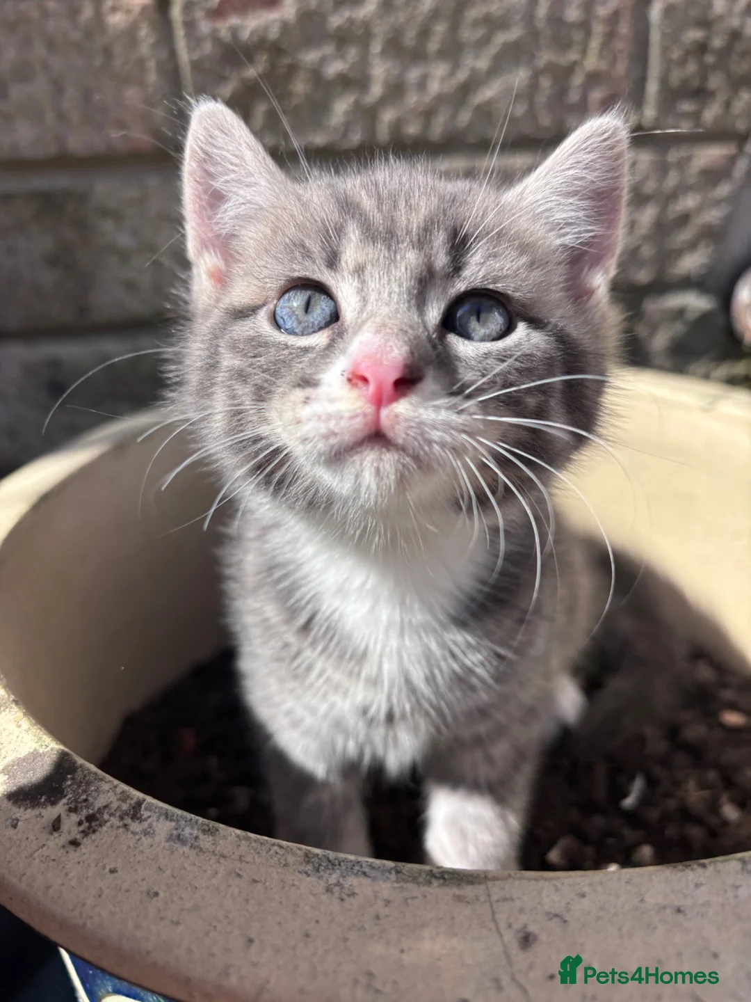 Mixed Breed cats for sale: ✨🩷💜🐾✨ Blue Tabby Girl Ready Now ✨🩷💜🐾✨  - Advert 2