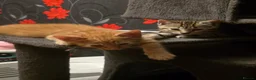 Mixed Breed cats for sale: Tabby & ginger and white kittens  - Advert 2
