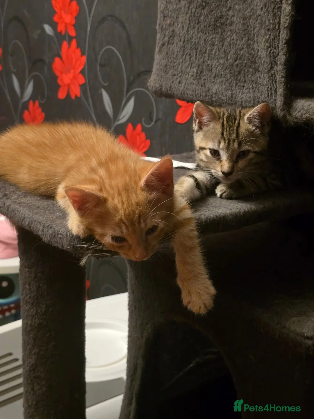 Mixed Breed cats for sale: Tabby & ginger and white kittens  - Advert 2