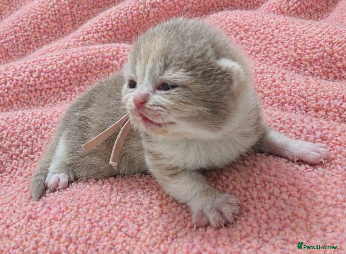 British Shorthair cats Show quality GCCF British Shorthair kittens - Advert 2