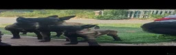 Belgian Shepherd Dog dogs for sale: Malinois! 5generation.ready soon - Advert 9