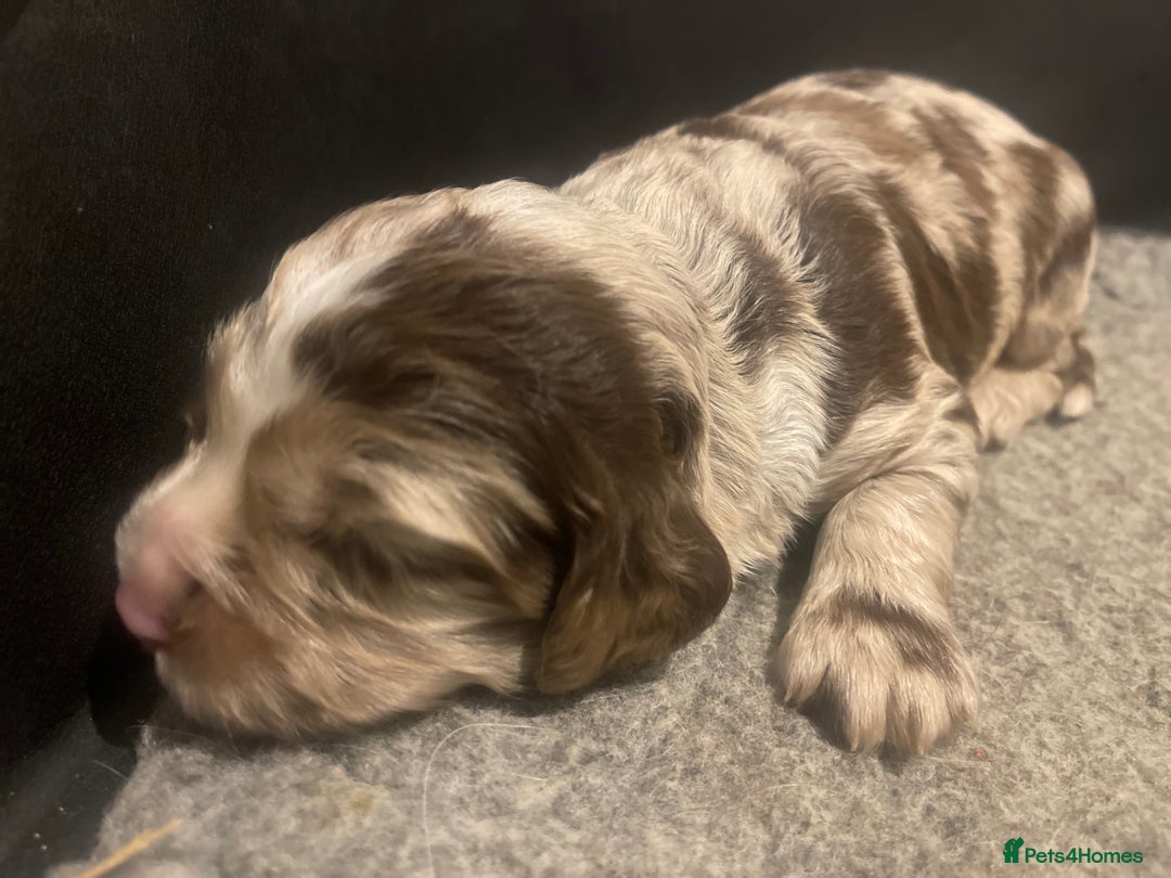 Cocker Spaniel dogs for sale:  Cocker Spaniel Puppies – Ready Soon - Advert 8