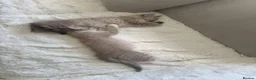 Ragdoll cats for sale: READY NOW! Female mink lynx kittens  - Advert 5