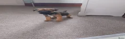Border Terrier dogs for sale: Beautiful Border Terrier Puppies  - Advert 5
