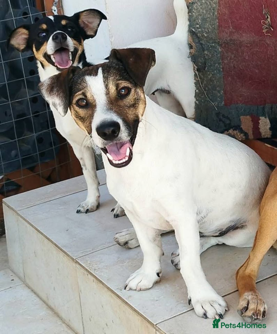 Jack Russell dogs for adoption: Vekku ,A Little Dog with a Big Heart ❤️  - Image 14