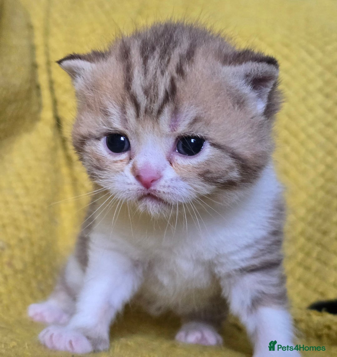 British Shorthair cats for sale: 1 BOY LEFT TICA reg BSH and BLH kittens - Advert 8