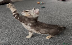 Bengal cats for sale: Well socialised bengal kittens - ready 21/12/25 - Advert 30