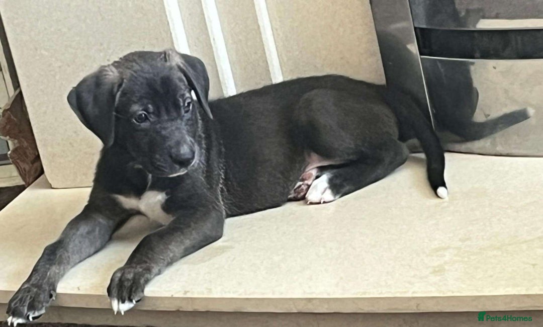 Mixed Breed dogs for sale: Great Dane X German Shepherd’s  - Image 21