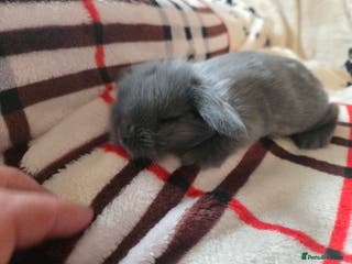Mini Lop rabbits Stunning mini lop bunnies - Advert 1
