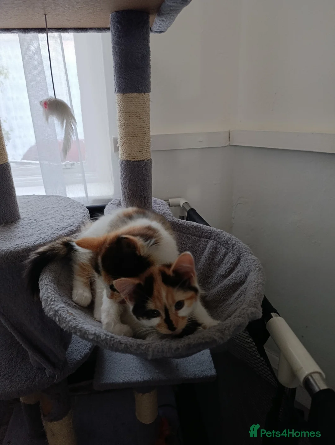 Mixed Breed cats for sale: Mini covs :D - Advert 2