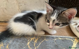 British Shorthair cats for sale: 3 KITTENS! - Image 6