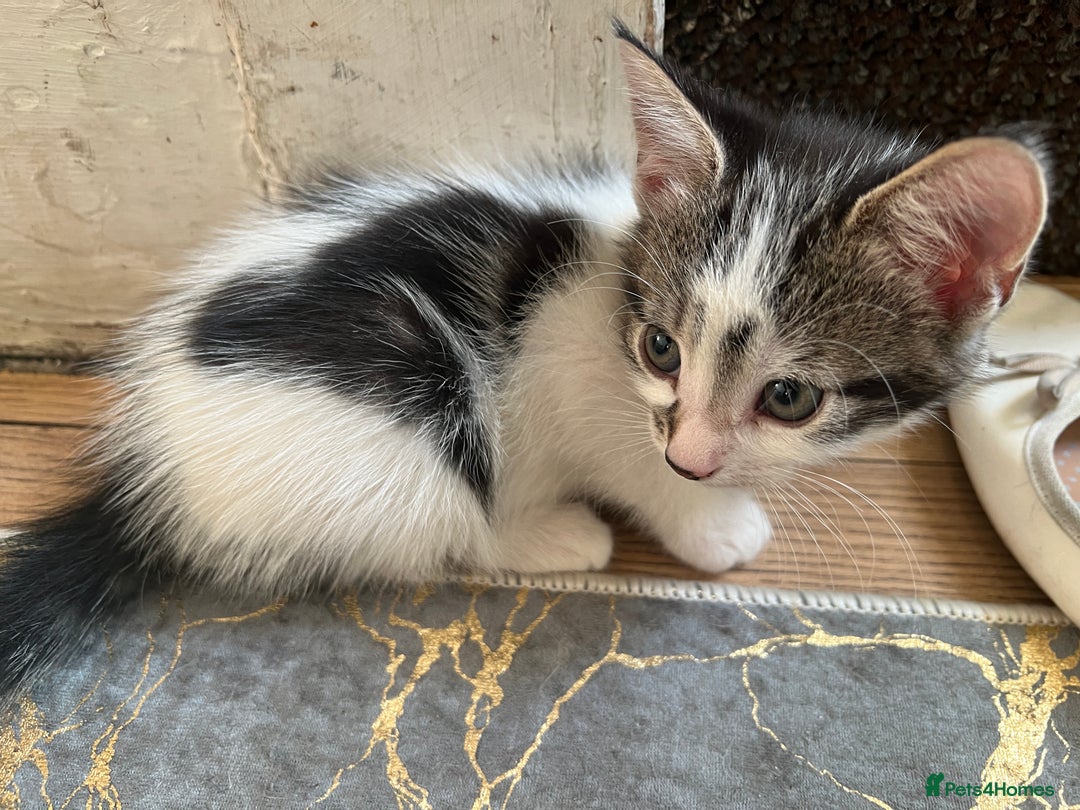 British Shorthair cats for sale: 3 KITTENS! - Image 6