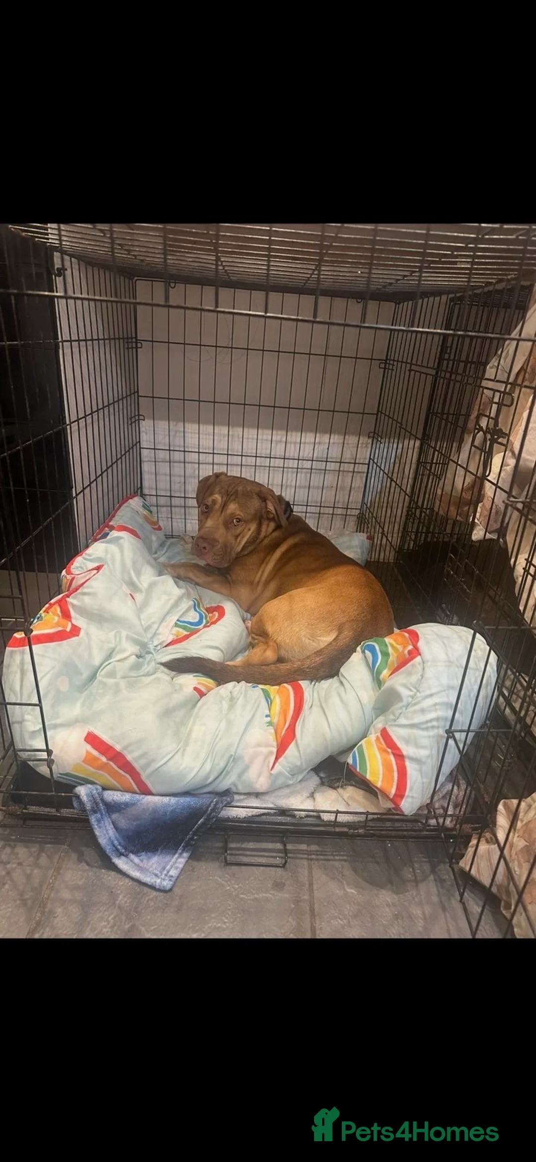 Mixed Breed dogs for sale: Tyson   - Advert 4