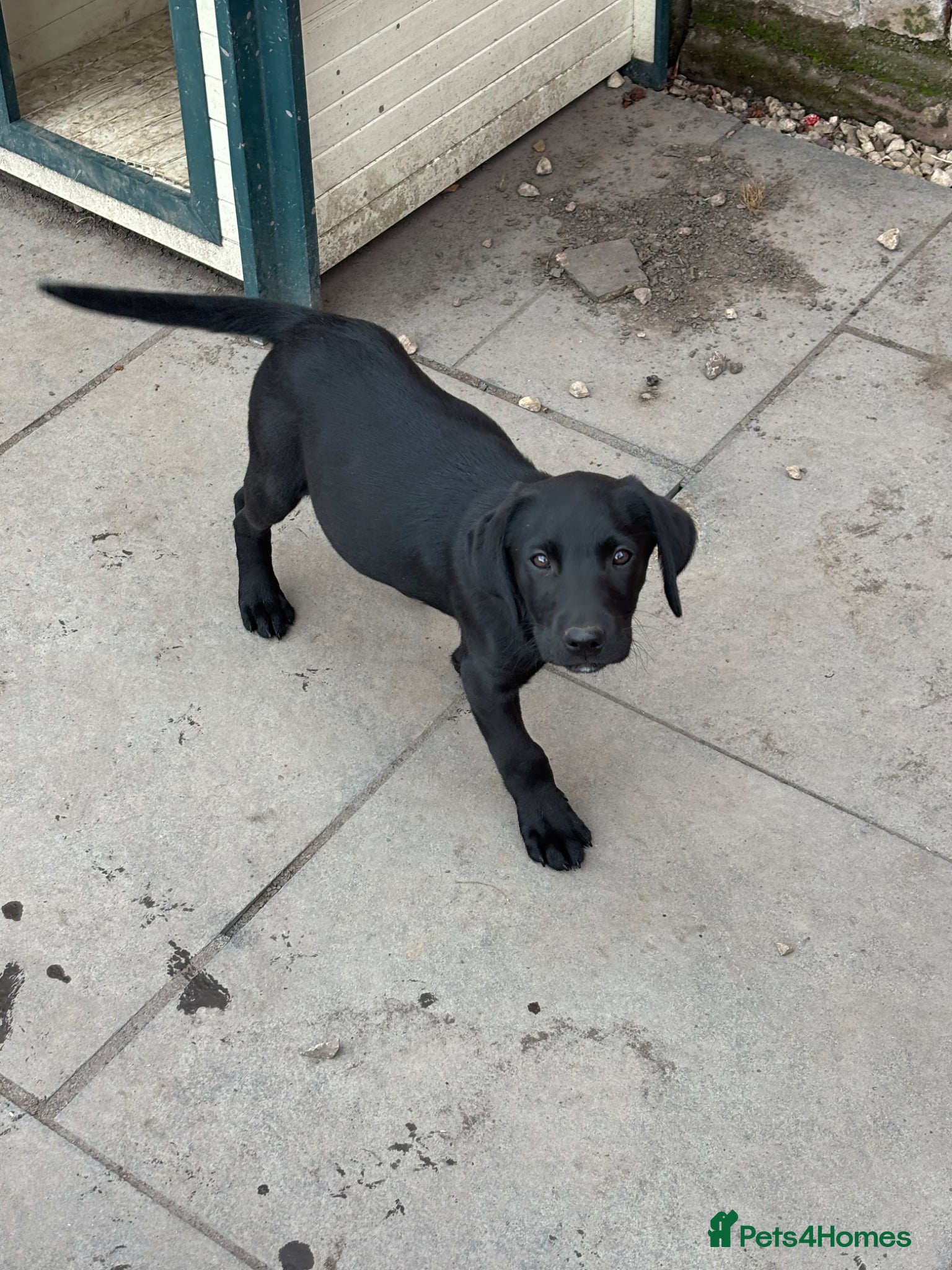 Labrador Retriever dogs ONE Black Lab Puppy  - Advert 1