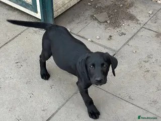 Labrador Retriever dogs ONE Black Lab Puppy - Advert 8
