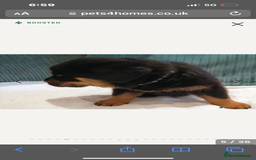 Rottweiler dogs for stud: Proven kc reg Health tested hip and elbow scored in Windsor - Image 22