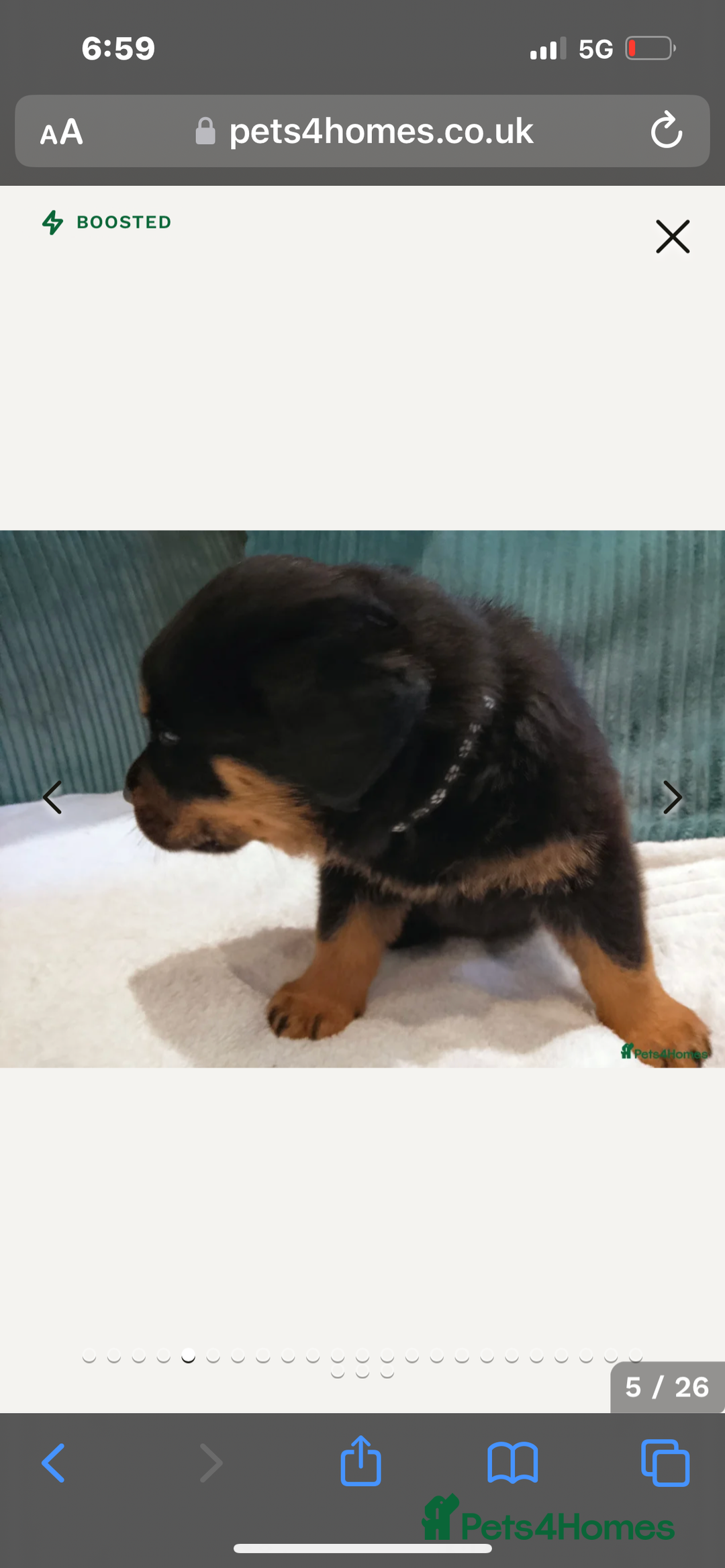 Rottweiler dogs for stud: Proven kc reg Health tested hip and elbow scored in Windsor - Image 22