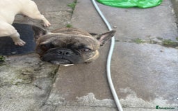 French Bulldog dogs for sale: 2 french bulldogs  - Image 6