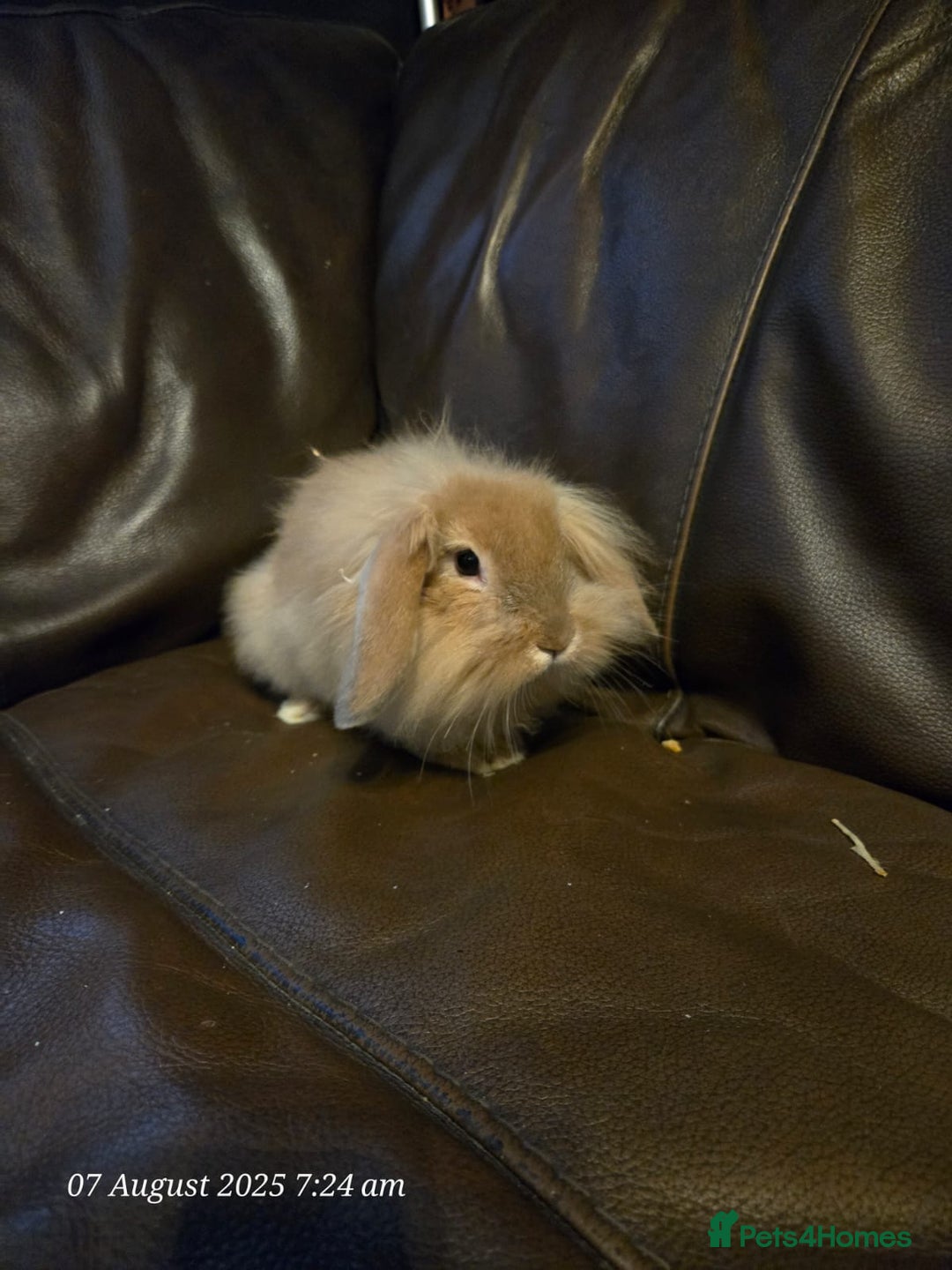 Lionhead rabbits for sale: Beautiful Lion head buck male  - Image 2