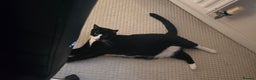 Domestic Shorthair cats for sale: Callie & Clive - Advert 2